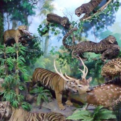 Rahmat International Wildlife Museum & Gallery