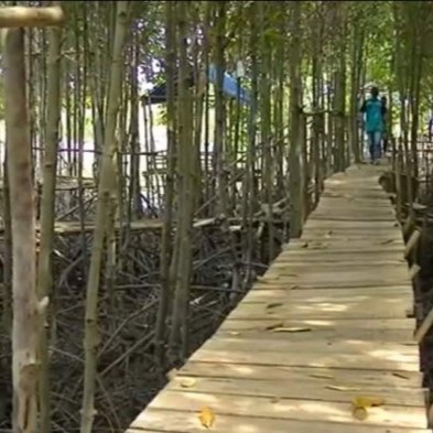 Wisata Mangrove Lubuk Kertang