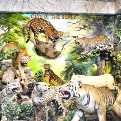 Rahmat International Wildlife Museum & Gallery