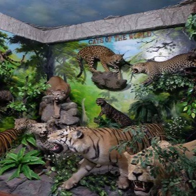 Rahmat International Wildlife Museum & Gallery