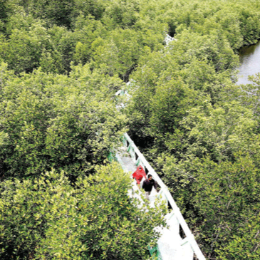 Wisata Mangrove Lubuk Kertang