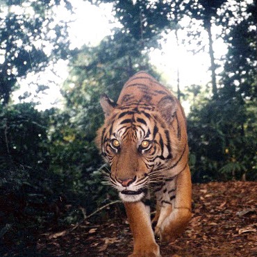 Taman Nasional Batang Gadis