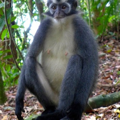 Bukit Lawang