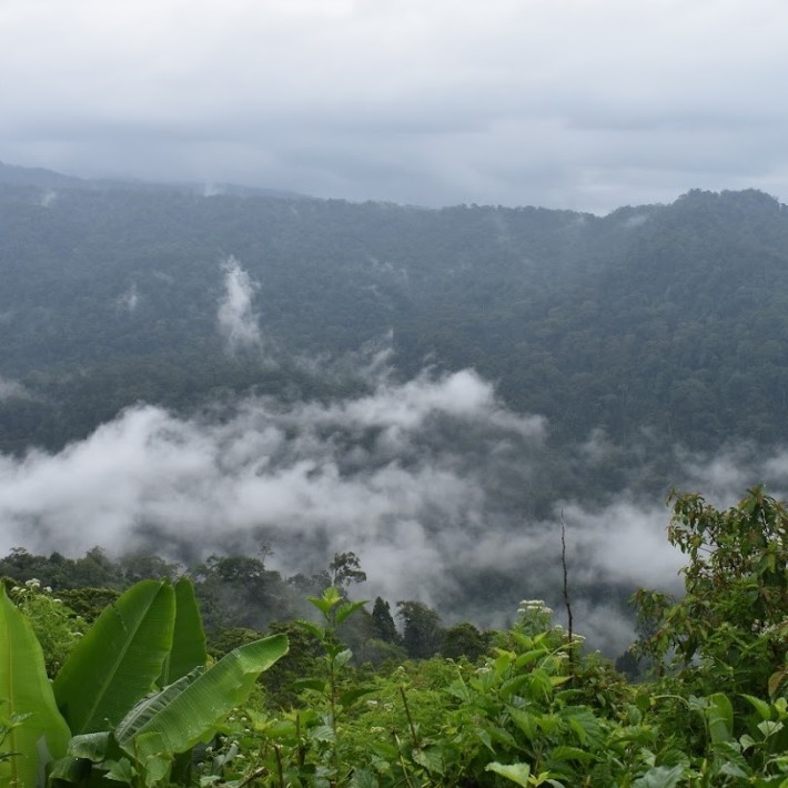 Taman Nasional Batang Gadis