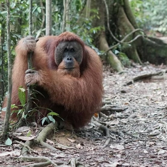 Bukit Lawang