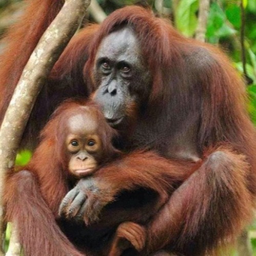 Bukit Lawang